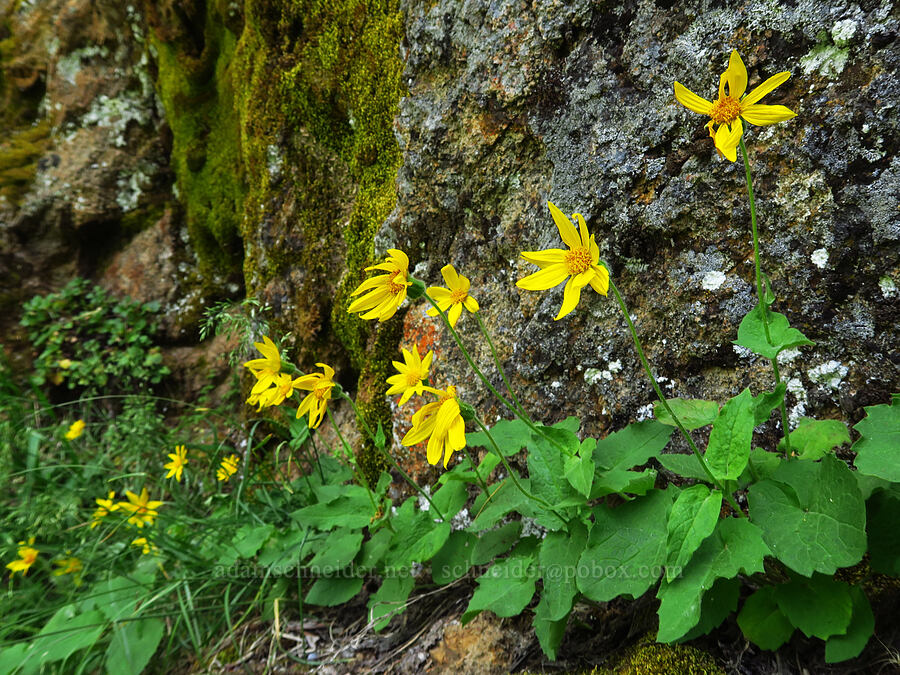 heart-leaf arnica (Arnica cordifolia) [Pike Creek Canyon, Steens Mountain Wilderness, Harney County, Oregon]