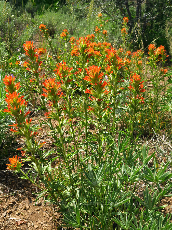 wavy-leaf paintbrush (Castilleja applegatei var. pinetorum) [Pike Creek Canyon, Steens Mountain Wilderness, Harney County, Oregon]