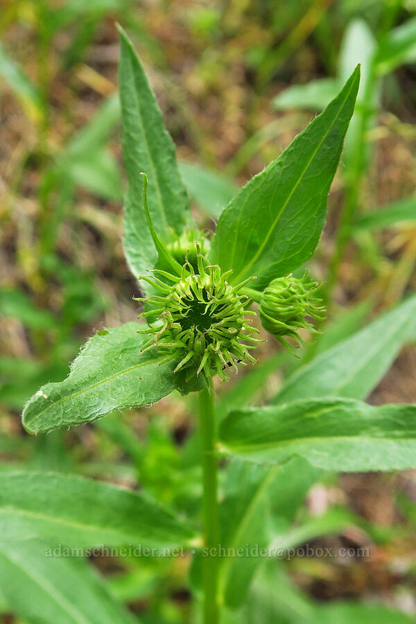 showy fleabane, budding (Erigeron speciosus) [Pike Creek Trail, Steens Mountain Wilderness, Harney County, Oregon]