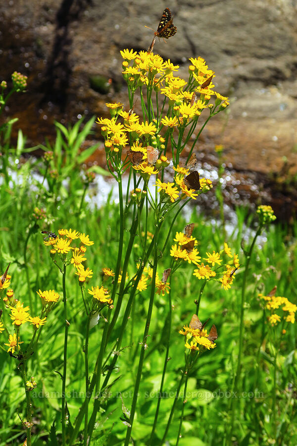 streambank groundsel/butterweed (Packera pseudaurea (Senecio pseudaureus)) [Pike Creek Trail, Steens Mountain Wilderness, Harney County, Oregon]