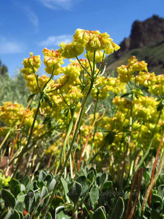 buckwheat (Eriogonum sp.) [Pike Creek Trail, Steens Mountain Wilderness, Harney County, Oregon]