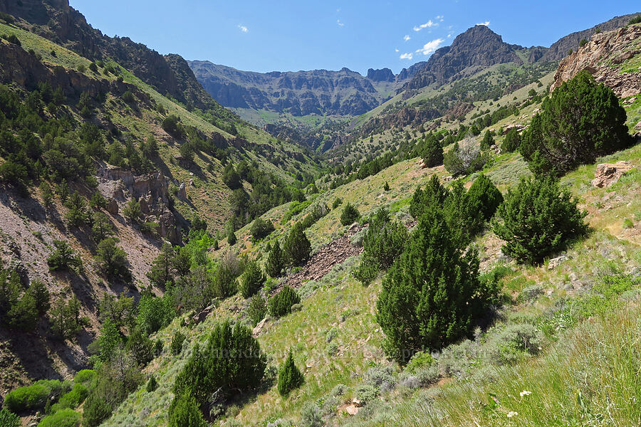 Pike Creek Canyon [Pike Creek Trail, Steens Mountain Wilderness, Harney County, Oregon]