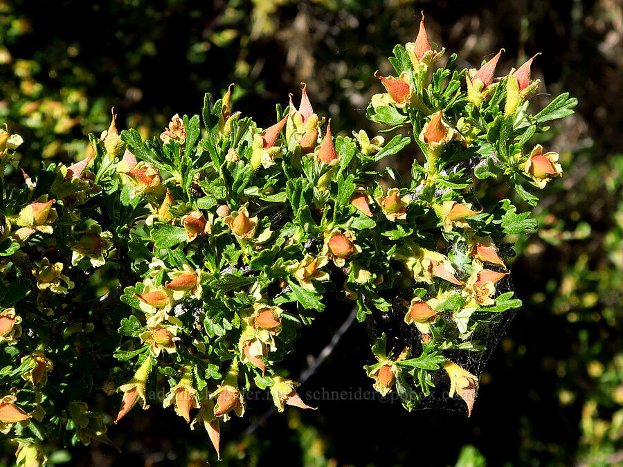 antelope bitter-brush, going to seed (Purshia tridentata) [Pike Creek Trail, Steens Mountain Wilderness, Harney County, Oregon]