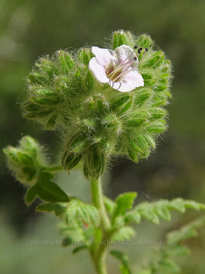 branching phacelia (Phacelia ramosissima) [Pike Creek Trail, Steens Mountain Wilderness, Harney County, Oregon]