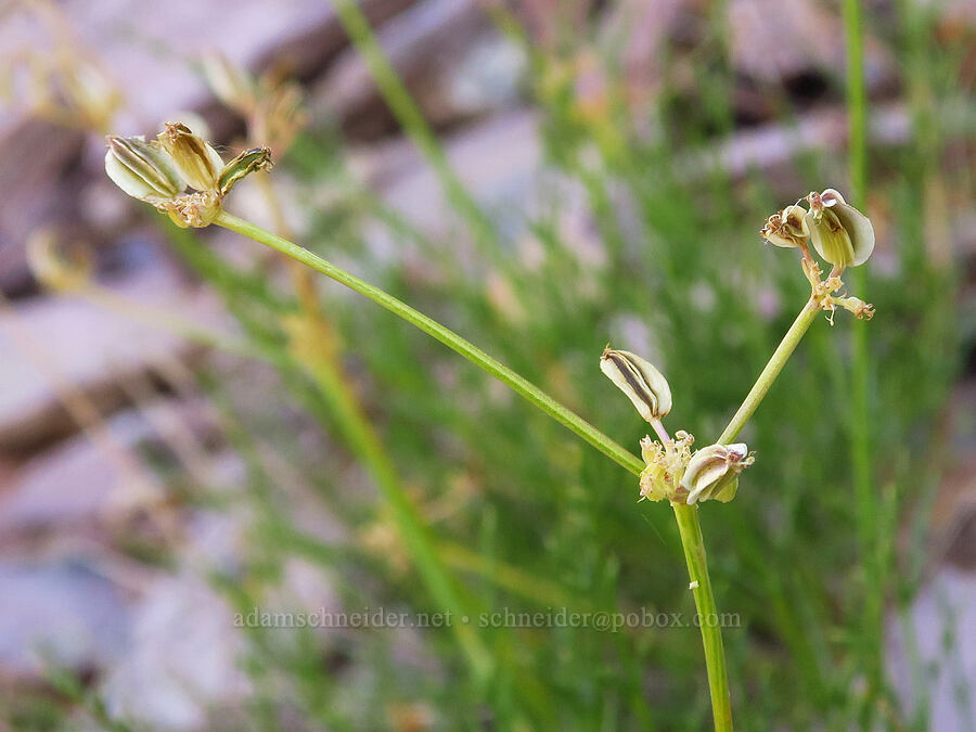 rock spring-parsley, gone to seed (Cymopterus petraeus) [Pike Creek Trail, Harney County, Oregon]