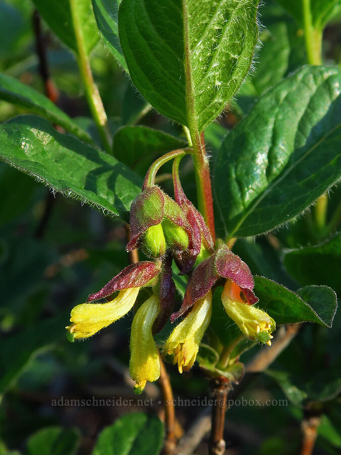 black twin-berry flowers (Lonicera involucrata) [Forest Road 11, Willamette National Forest, Linn County, Oregon]