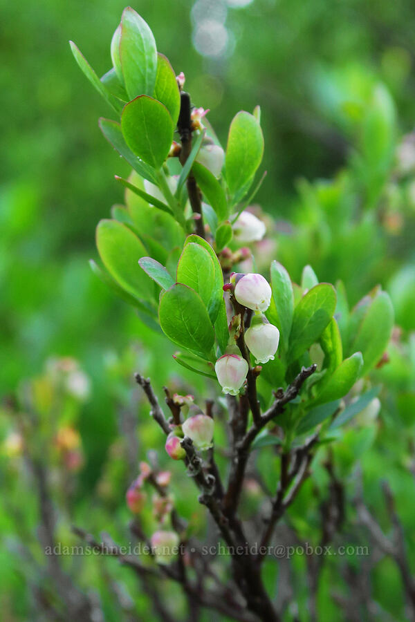 bog blueberry/bilberry flowers (Vaccinium uliginosum) [Forest Road 11, Willamette National Forest, Linn County, Oregon]