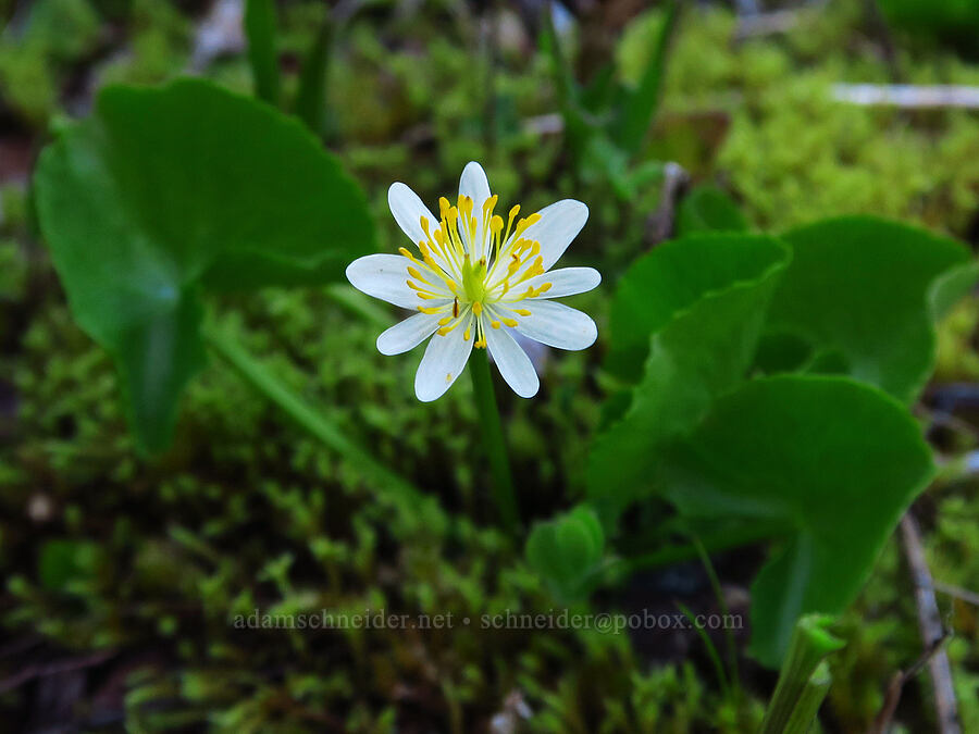 white marsh-marigold (Caltha biflora (Caltha leptosepala var. biflora)) [Forest Road 11, Willamette National Forest, Linn County, Oregon]