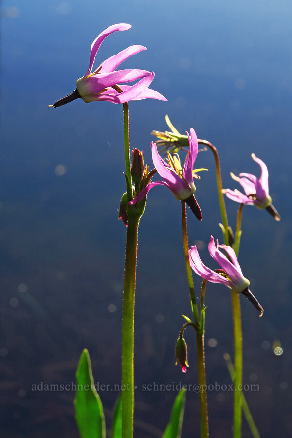 tall mountain shooting-stars (Dodecatheon jeffreyi (Primula jeffreyi)) [Forest Road 11, Willamette National Forest, Linn County, Oregon]