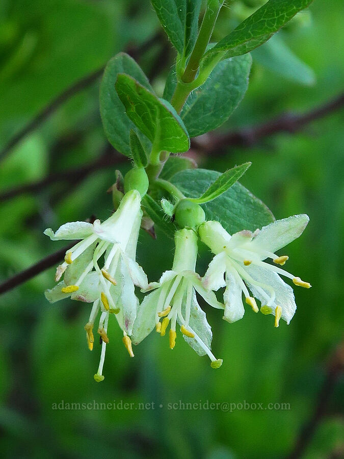 sweet-berry honeysuckle flowers (Lonicera caerulea (Lonicera cauriana var. caerulea)) [Forest Road 11, Willamette National Forest, Linn County, Oregon]