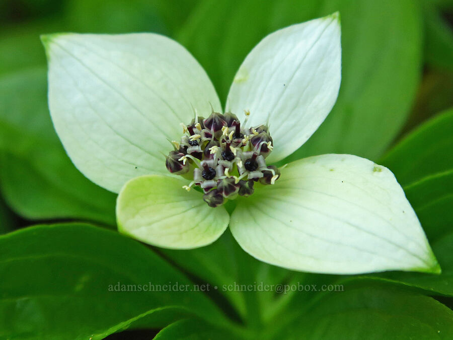 bunchberry (Cornus unalaschkensis (Cornus canadensis)) [Forest Road 11, Willamette National Forest, Linn County, Oregon]