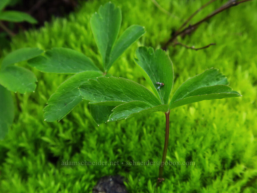 purple marsh cinquefoil leaves (Comarum palustre (Potentilla palustris)) [Forest Road 11, Willamette National Forest, Linn County, Oregon]