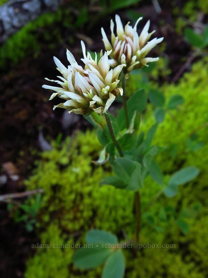 Hansen's long-stalk clover (Trifolium longipes var. hansenii (Trifolium hansenii)) [Forest Road 11, Willamette National Forest, Linn County, Oregon]