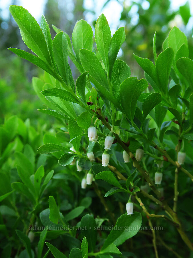 dwarf blueberry/bilberry flowers (Vaccinium cespitosum (Vaccinium caespitosum)) [Forest Road 11, Willamette National Forest, Linn County, Oregon]