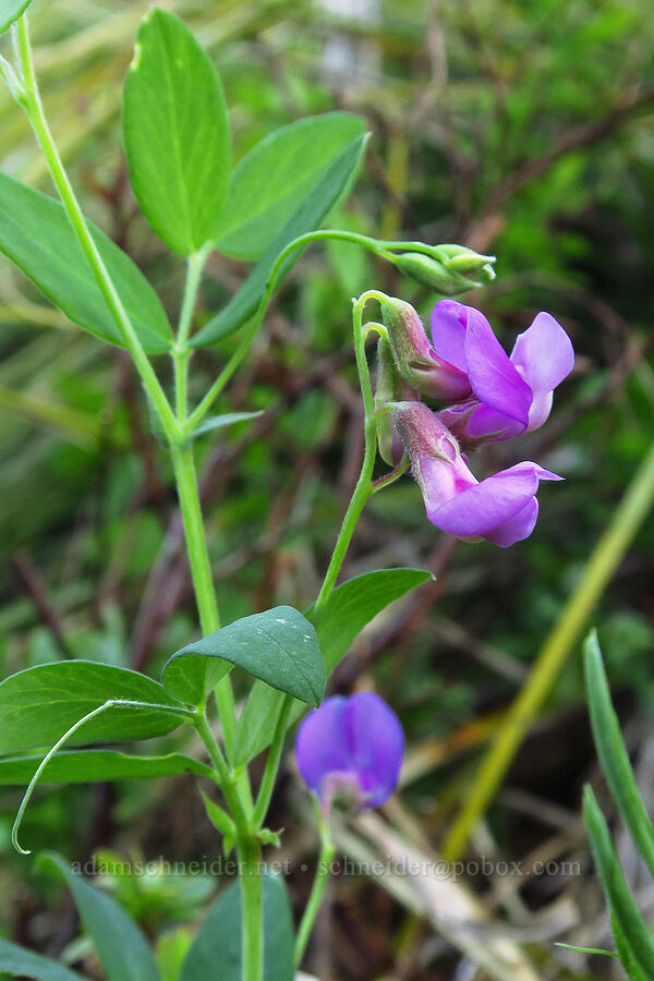 Sierra pea-vine (Lathyrus nevadensis) [Forest Road 11, Willamette National Forest, Linn County, Oregon]