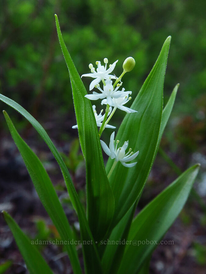 starry false solomon's-seal (Maianthemum stellatum (Smilacina stellata)) [Forest Road 11, Willamette National Forest, Linn County, Oregon]