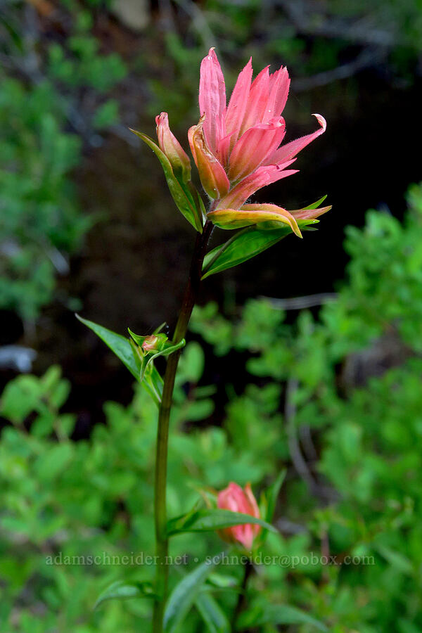 scarlet paintbrush (Castilleja miniata) [Forest Road 11, Willamette National Forest, Linn County, Oregon]