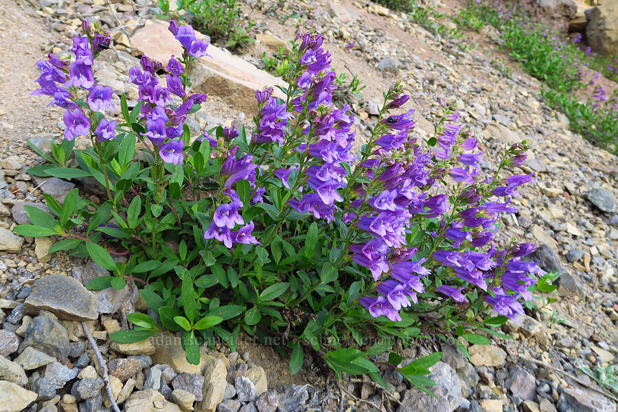 Cardwell's penstemon (Penstemon cardwellii) [Forest Road 11, Willamette National Forest, Linn County, Oregon]