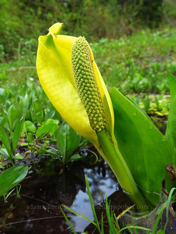 skunk cabbage (Lysichiton americanus) [Forest Road 1161, Willamette National Forest, Linn County, Oregon]