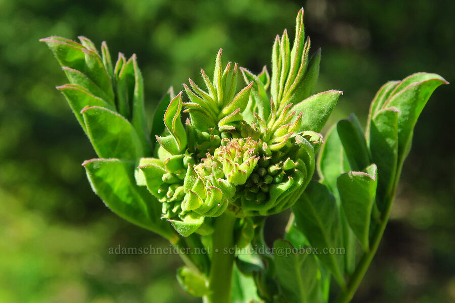 big deer-vetch, budding (Hosackia crassifolia (Lotus crassifolius)) [Forest Road 11, Willamette National Forest, Linn County, Oregon]