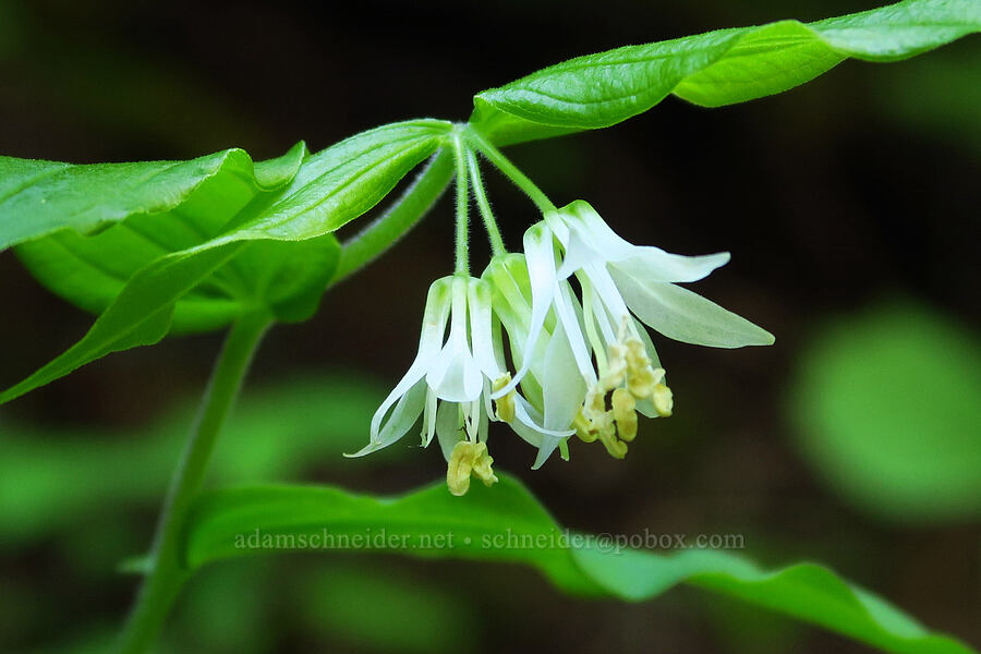 Hooker's fairy bells (Prosartes hookeri (Disporum hookeri)) [Lost Creek, Willamette National Forest, Linn County, Oregon]