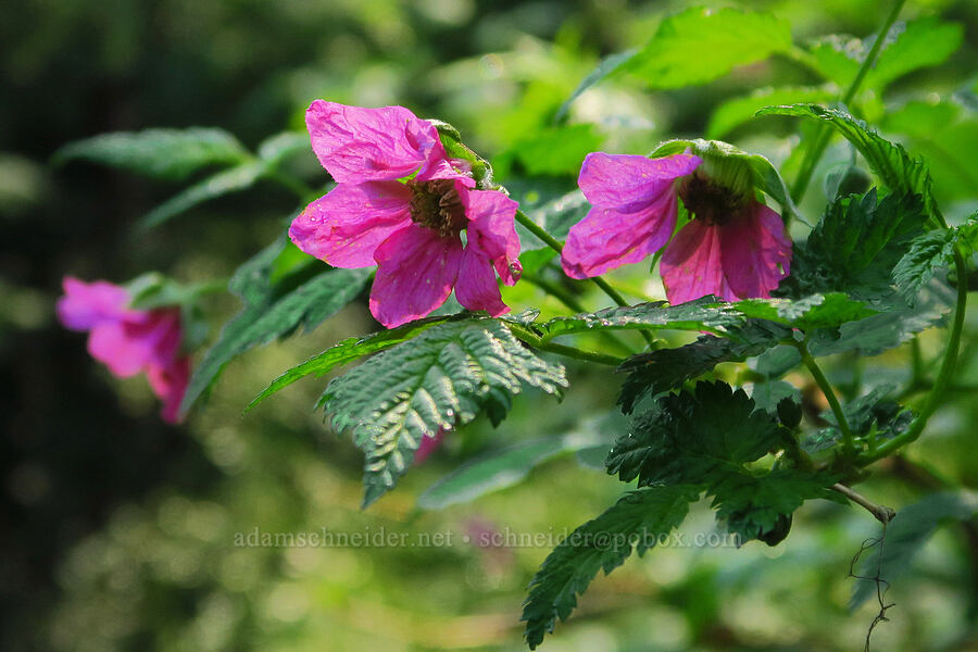 salmonberry flowers (Rubus spectabilis) [Lost Creek, Willamette National Forest, Linn County, Oregon]