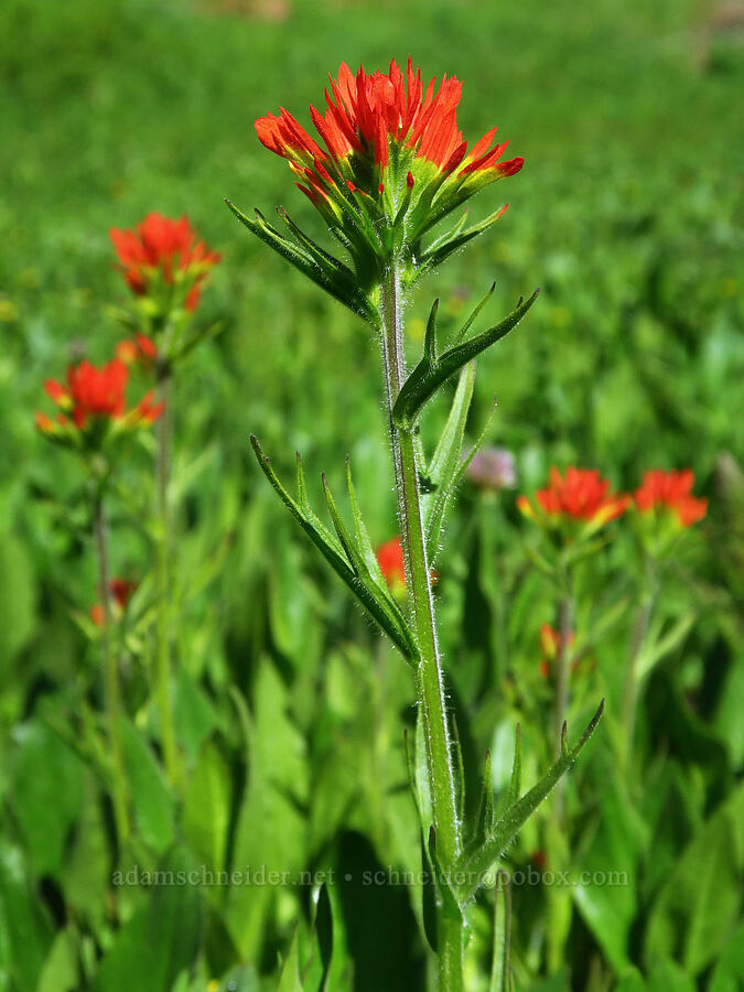 Suksdorf's paintbrush (Castilleja suksdorfii) [head of Quartzville Creek, Willamette National Forest, Linn County, Oregon]