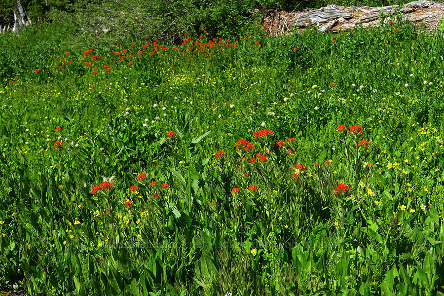 wildflowers (Castilleja suksdorfii, Ranunculus populago, Trifolium longipes ssp. hansenii (Trifolium hansenii)) [head of Quartzville Creek, Willamette National Forest, Linn County, Oregon]