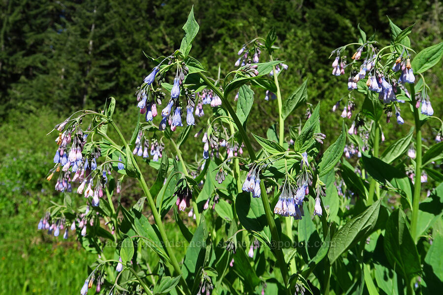 tall bluebells (Mertensia paniculata) [head of Quartzville Creek, Willamette National Forest, Linn County, Oregon]