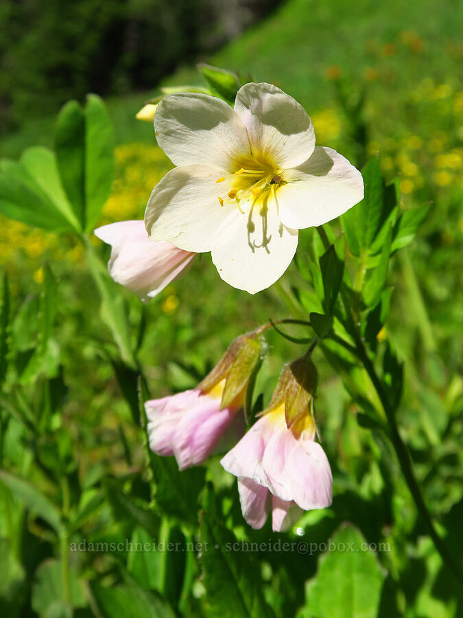 Oregon Jacob's-ladder (Polemonium carneum) [head of Quartzville Creek, Willamette National Forest, Linn County, Oregon]