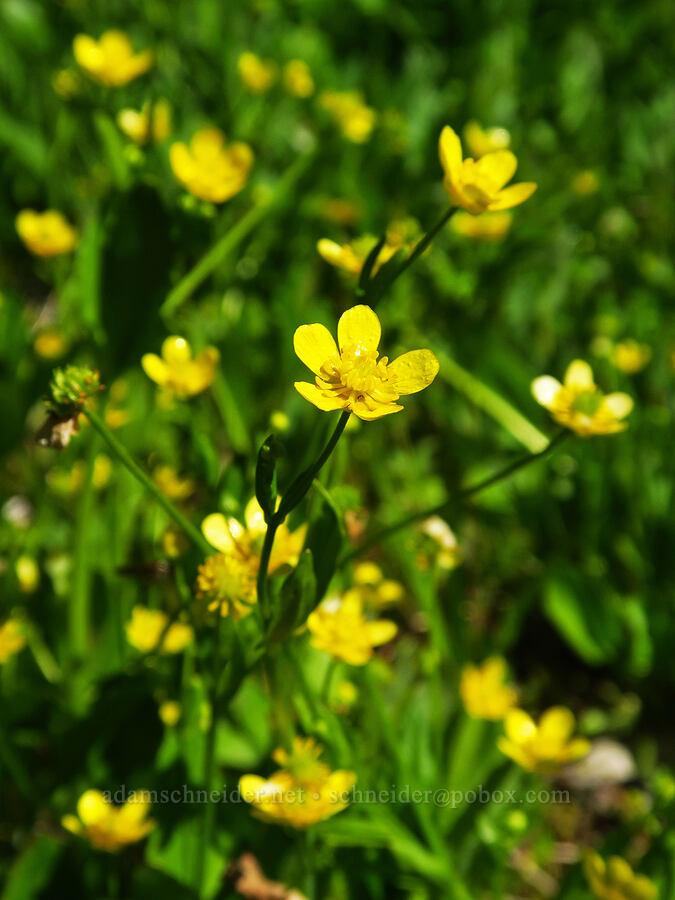 mountain buttercups (Ranunculus populago) [head of Quartzville Creek, Willamette National Forest, Linn County, Oregon]