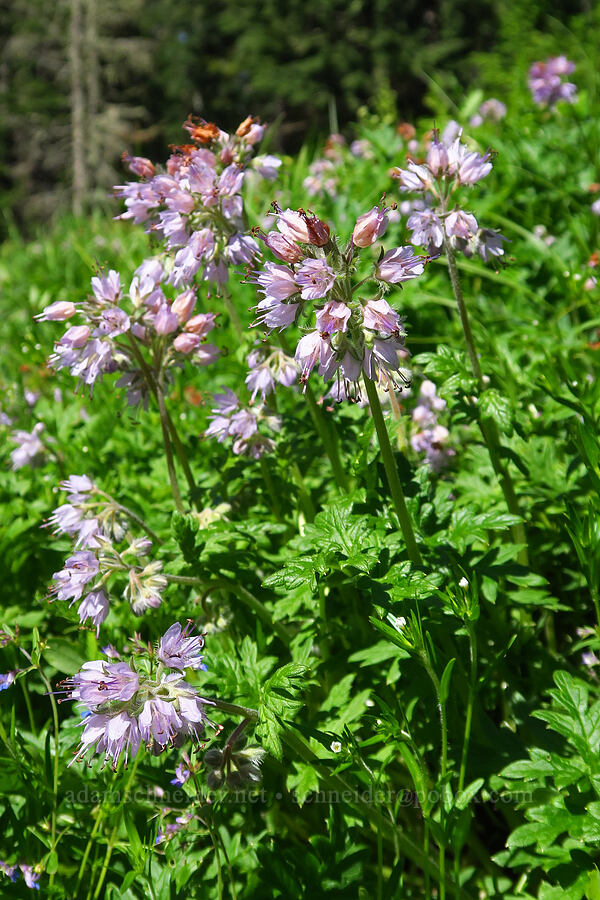 western waterleaf (Hydrophyllum occidentale) [head of Quartzville Creek, Willamette National Forest, Linn County, Oregon]