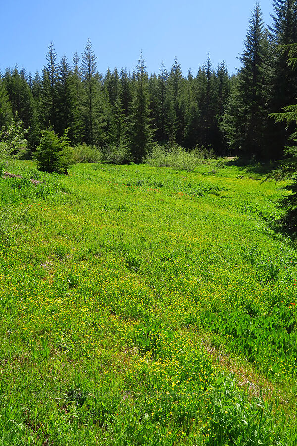 wildflowers on marshy ground [head of Quartzville Creek, Willamette National Forest, Linn County, Oregon]