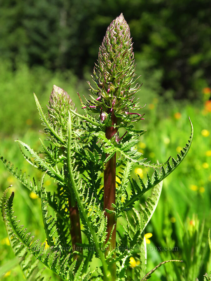 elephant's-head lousewort, budding (Pedicularis groenlandica) [head of Quartzville Creek, Willamette National Forest, Linn County, Oregon]