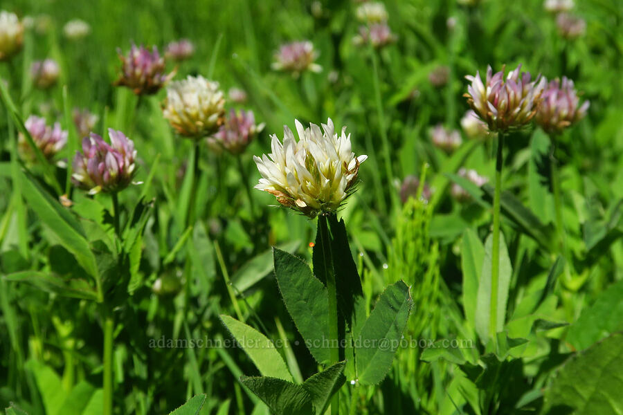 Hansen's long-stalk clover (Trifolium longipes var. hansenii (Trifolium hansenii)) [head of Quartzville Creek, Willamette National Forest, Linn County, Oregon]