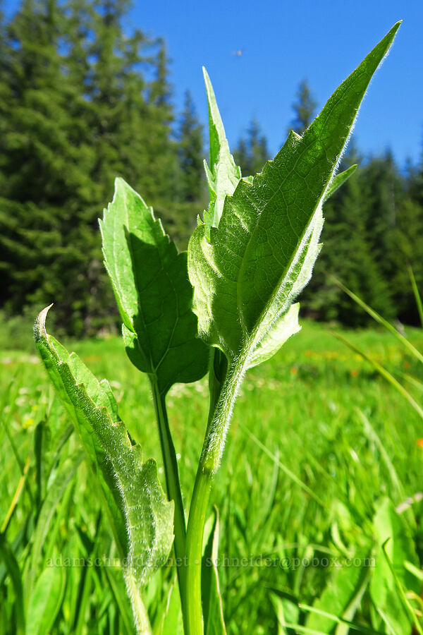 western coneflower leaves (Rudbeckia occidentalis) [head of Quartzville Creek, Willamette National Forest, Linn County, Oregon]