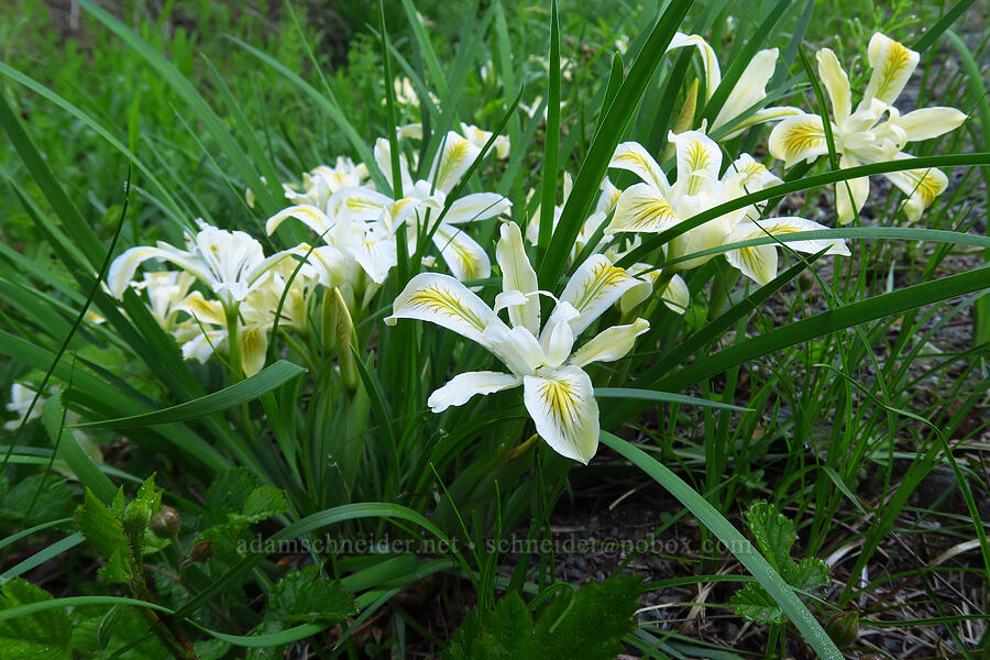 yellow-leaf iris (Iris chrysophylla) [Forest Road 11, Willamette National Forest, Linn County, Oregon]