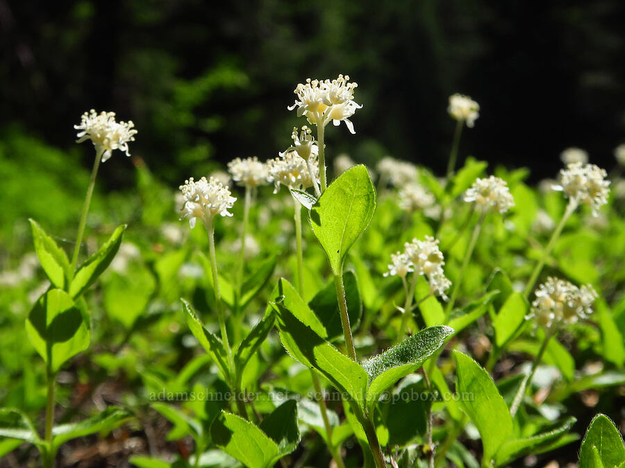 modesty (yerba de selva) (Whipplea modesta) [Forest Road 11, Willamette National Forest, Linn County, Oregon]