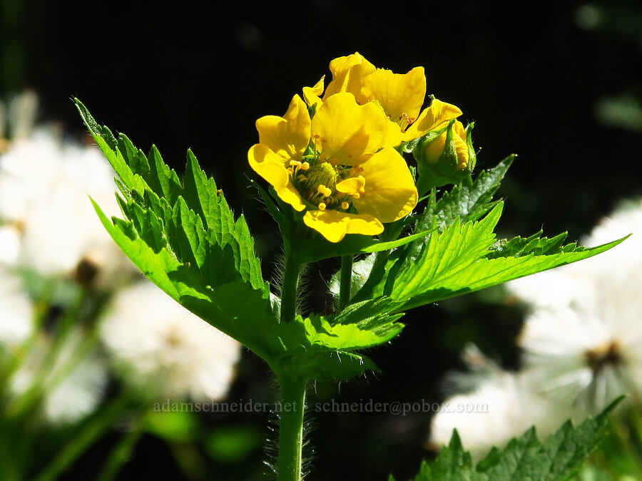 large-leaf avens (Geum macrophyllum) [Forest Road 11, Willamette National Forest, Linn County, Oregon]