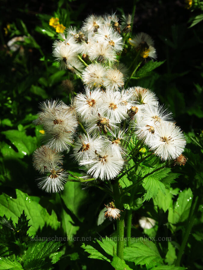 western colt's-foot, going to seed (Petasites frigidus var. palmatus) [Forest Road 11, Willamette National Forest, Linn County, Oregon]