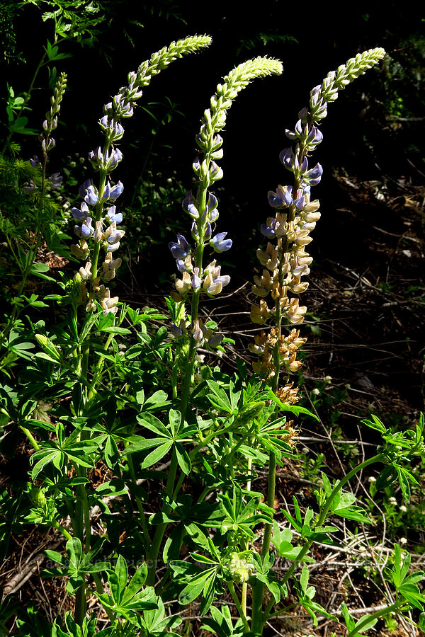 lupine (Lupinus sp.) [Forest Road 11, Willamette National Forest, Linn County, Oregon]