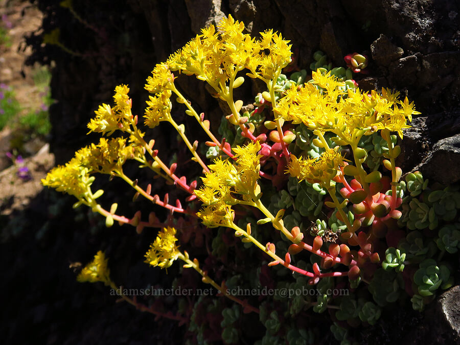 broad-leaf stonecrop (Sedum spathulifolium) [Forest Road 11, Willamette National Forest, Linn County, Oregon]