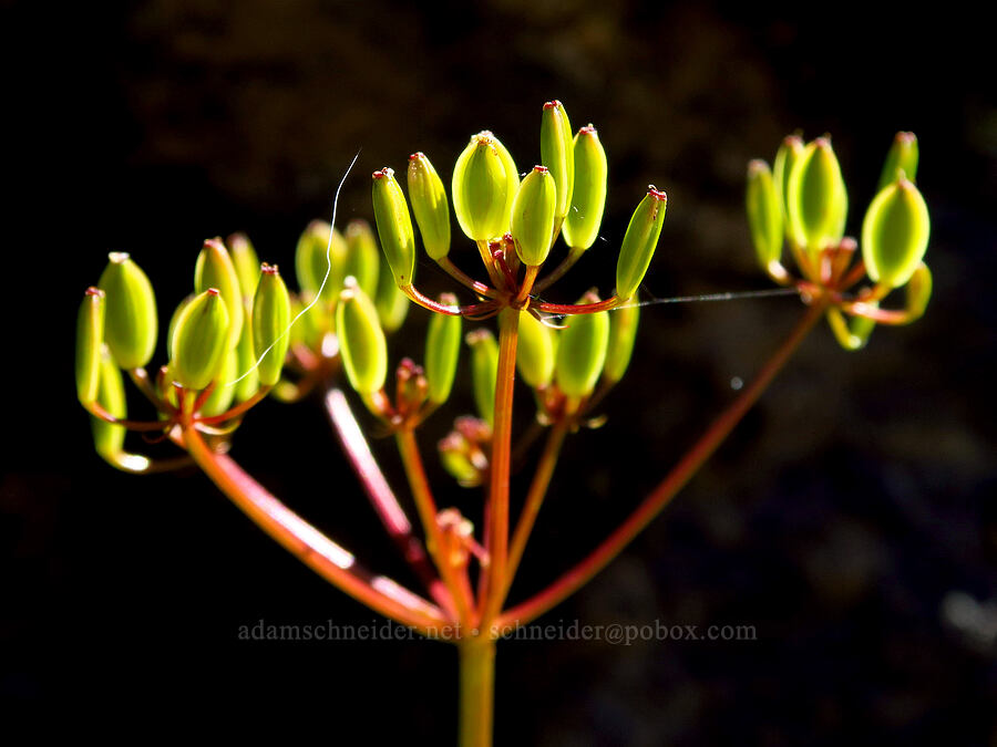 Hall's desert parsley, going to seed (Lomatium hallii) [Forest Road 11, Willamette National Forest, Linn County, Oregon]