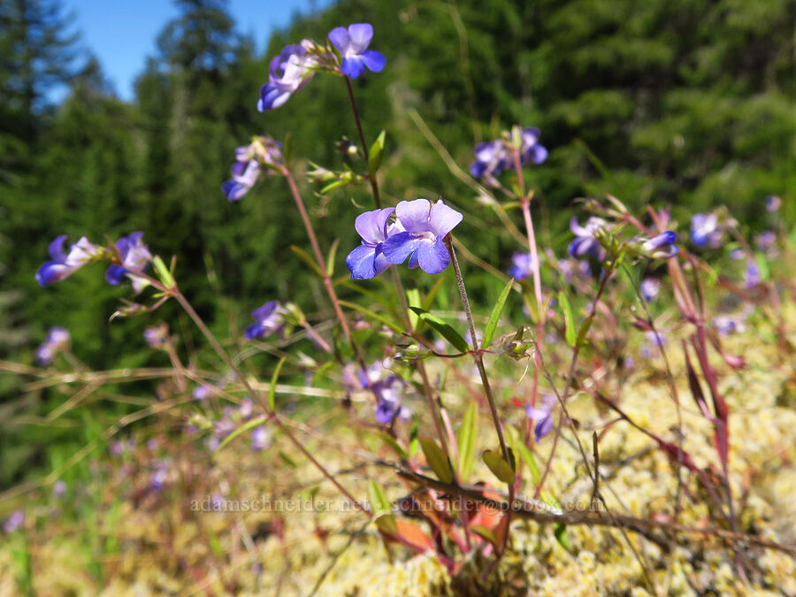 large-flowered blue-eyed-mary (Collinsia grandiflora) [Forest Road 11, Willamette National Forest, Linn County, Oregon]