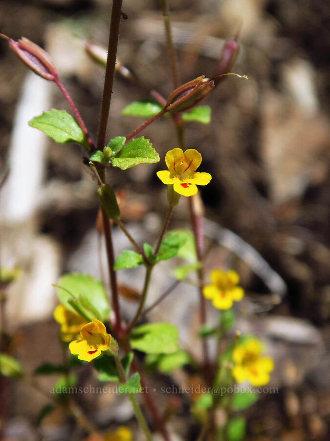 chickweed monkeyflower (Erythranthe alsinoides (Mimulus alsinoides)) [Forest Road 11, Willamette National Forest, Linn County, Oregon]