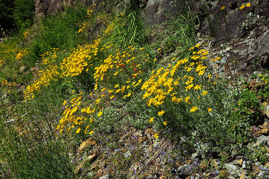 Oregon sunshine (Eriophyllum lanatum) [Forest Road 11, Willamette National Forest, Linn County, Oregon]