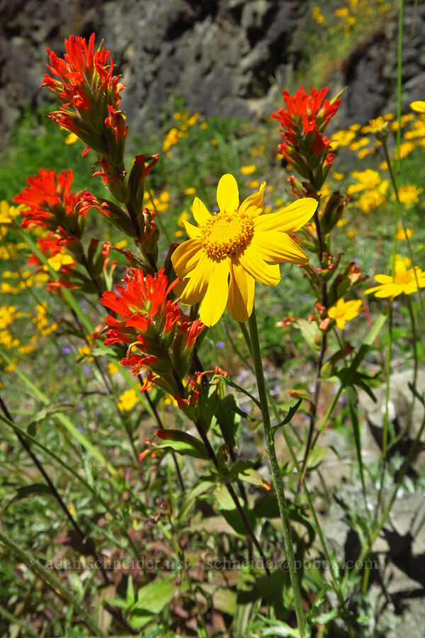 harsh paintbrush & Oregon sunshine (Castilleja hispida, Eriophyllum lanatum) [Forest Road 11, Willamette National Forest, Linn County, Oregon]