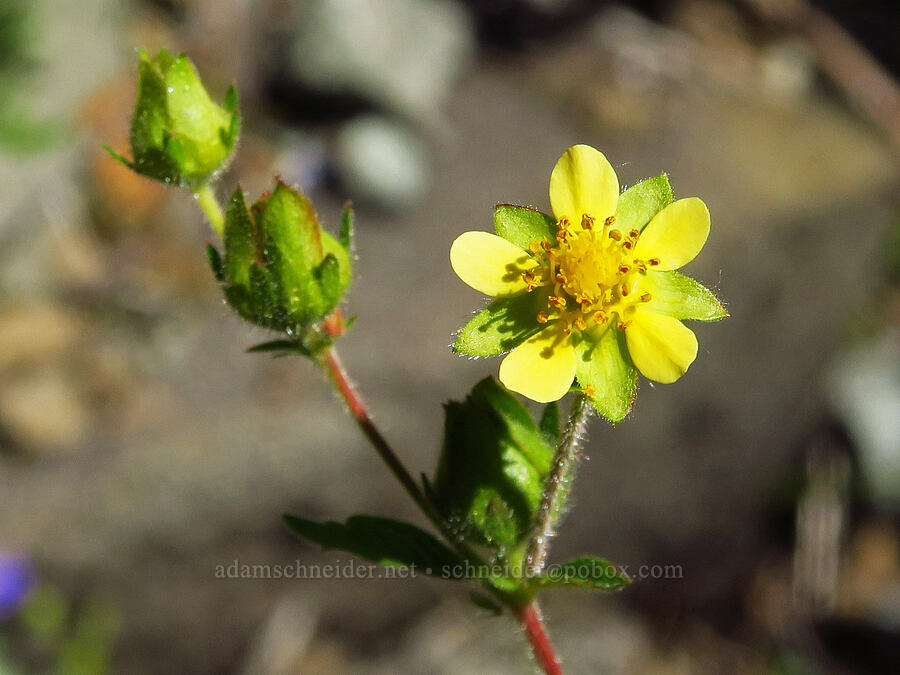 sticky cinquefoil (Drymocallis glandulosa (Potentilla glandulosa)) [Forest Road 11, Willamette National Forest, Linn County, Oregon]