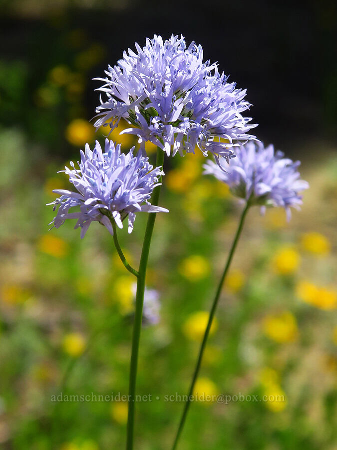 blue-head gilia (Gilia capitata) [Forest Road 11, Willamette National Forest, Linn County, Oregon]