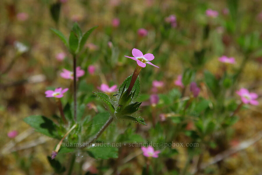 varied-leaf collomia (Collomia heterophylla) [Forest Road 11, Willamette National Forest, Linn County, Oregon]